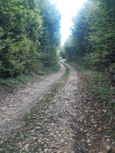 chemin dans les bois