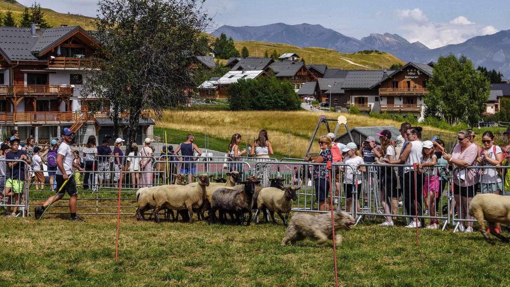 Concours conduite chiens de troupeaux suivi d'une démonstration de tonte de mouton