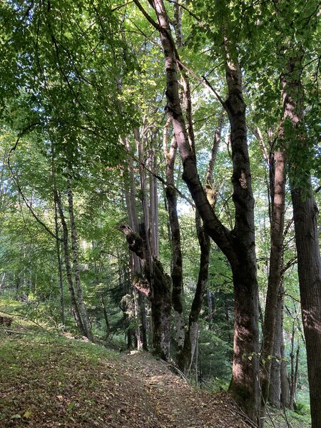 Majestueuse Forêt de l'Ours