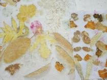 Stage de teinture végétale éco print_Essertines-en-Donzy