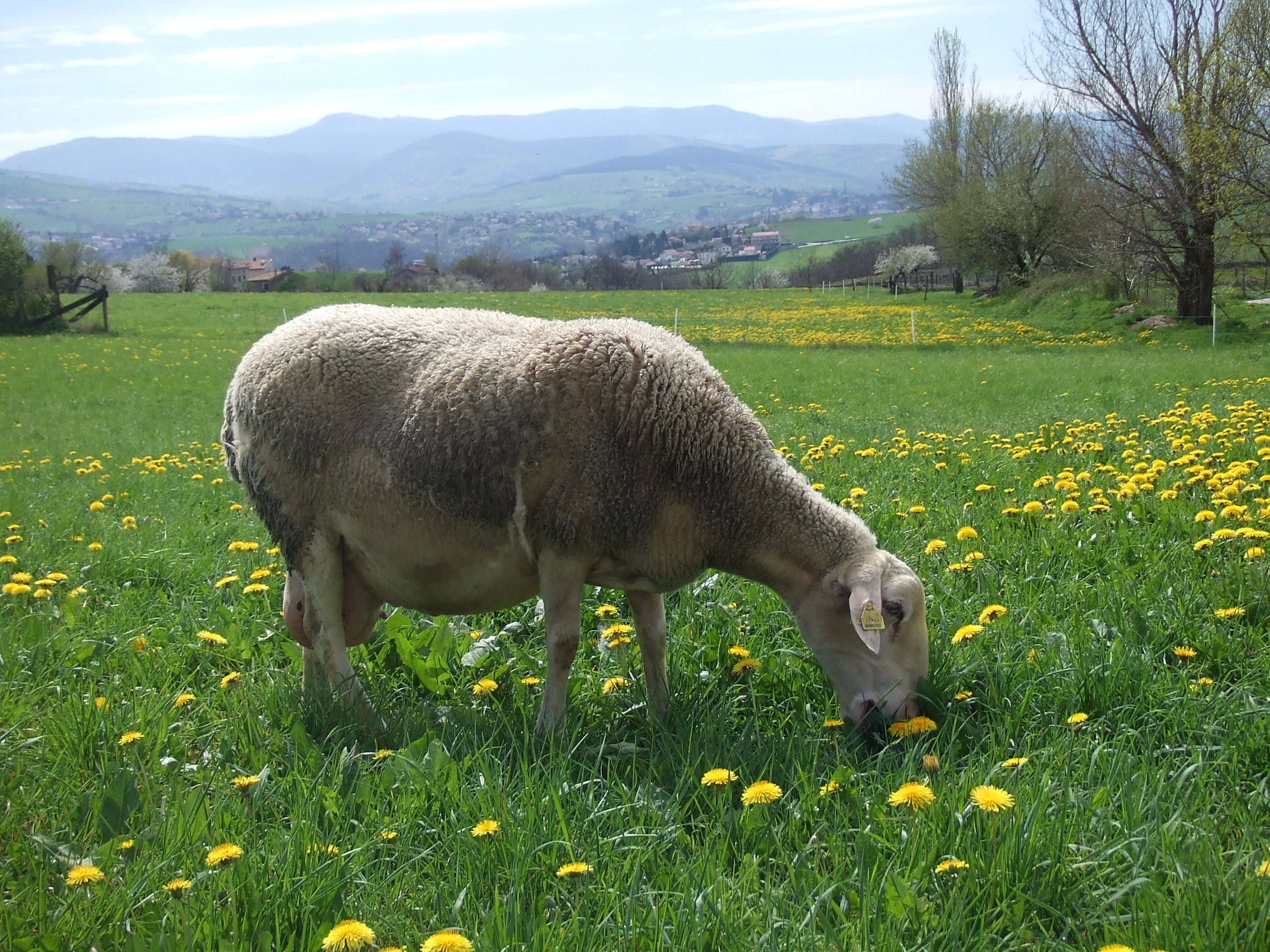 Visite de la ferme des Lacaunes_Chabanière