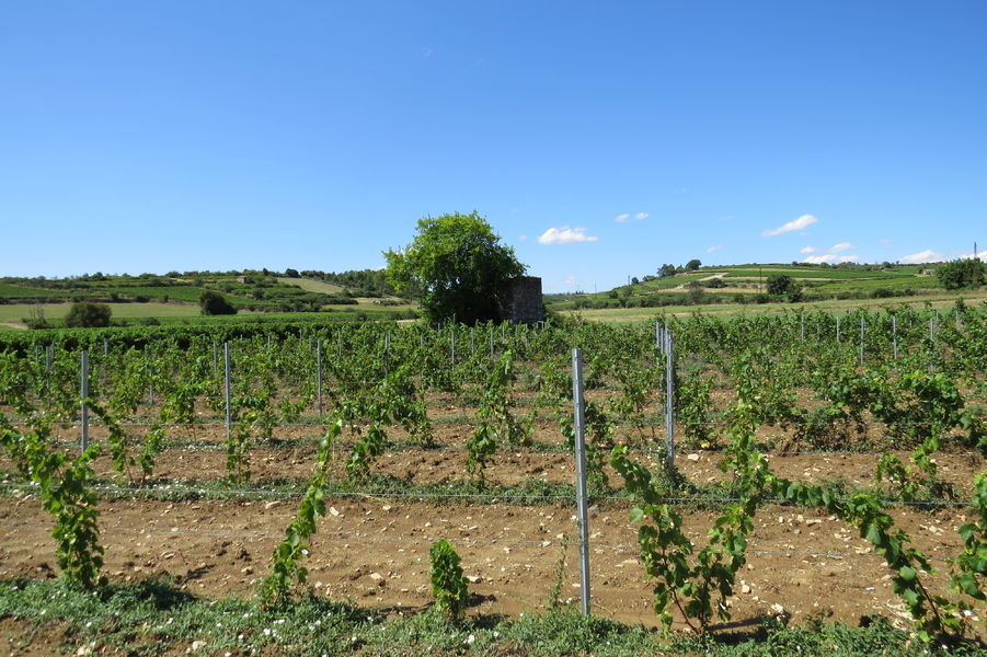 Chasse au trésor dans les vignes