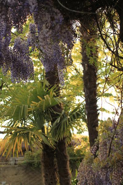 la tonnelle en fleur