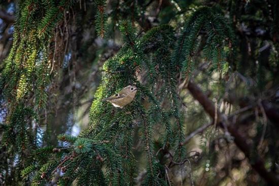 Animation Nature - Les oiseaux forestiers
