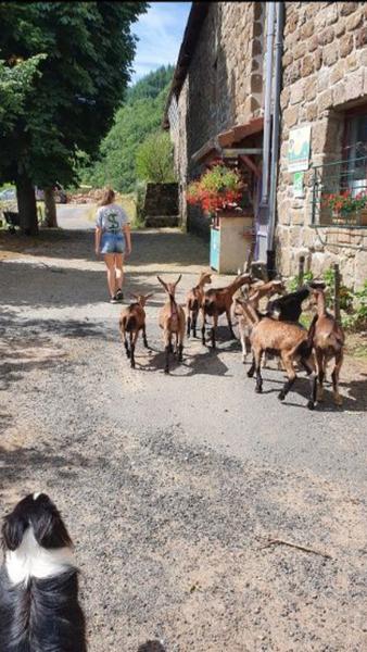 Chèvrerie de Bouchet-Ravaux