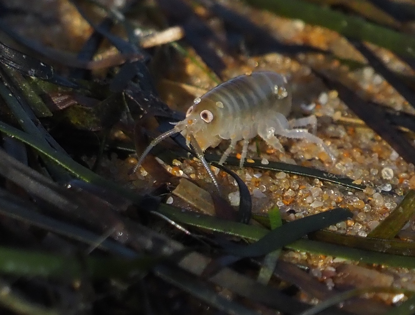 Curieuse laisses de mer