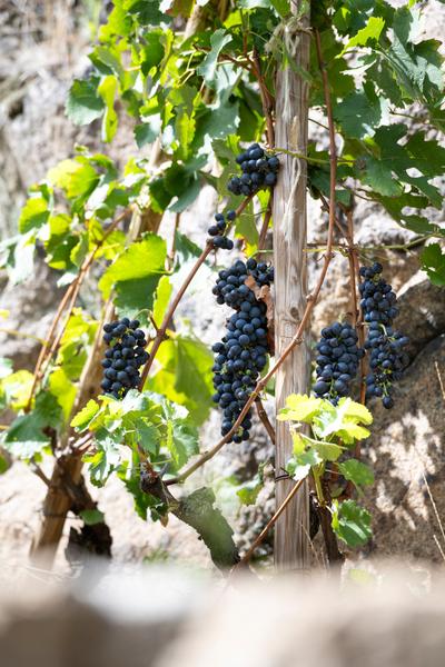 Le sentier des Grand(e)s Cru(e)s_Tupin-et-Semons