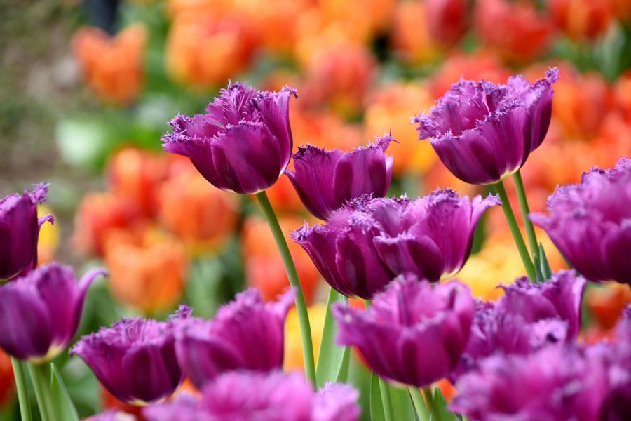 Rendez-vous aux jardins_Lyon