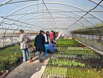 Vente de plants bio_Saint-Just Saint-Rambert