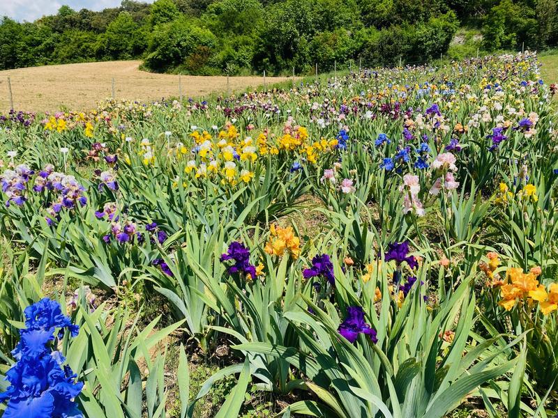Nature et Producteur : découverte des plantes médicinales et visite dune production diris