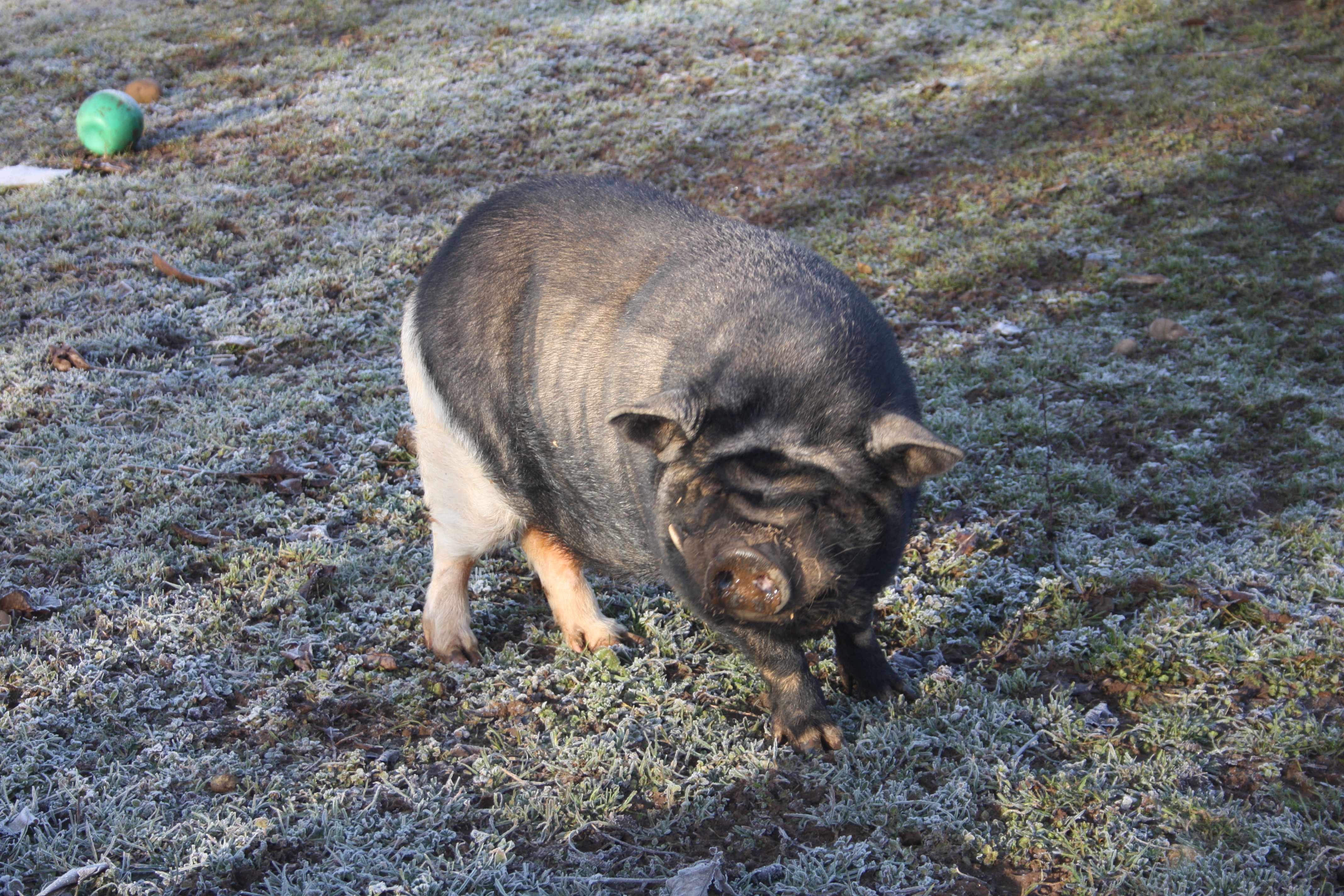 Copain - cochon nain vietnamien