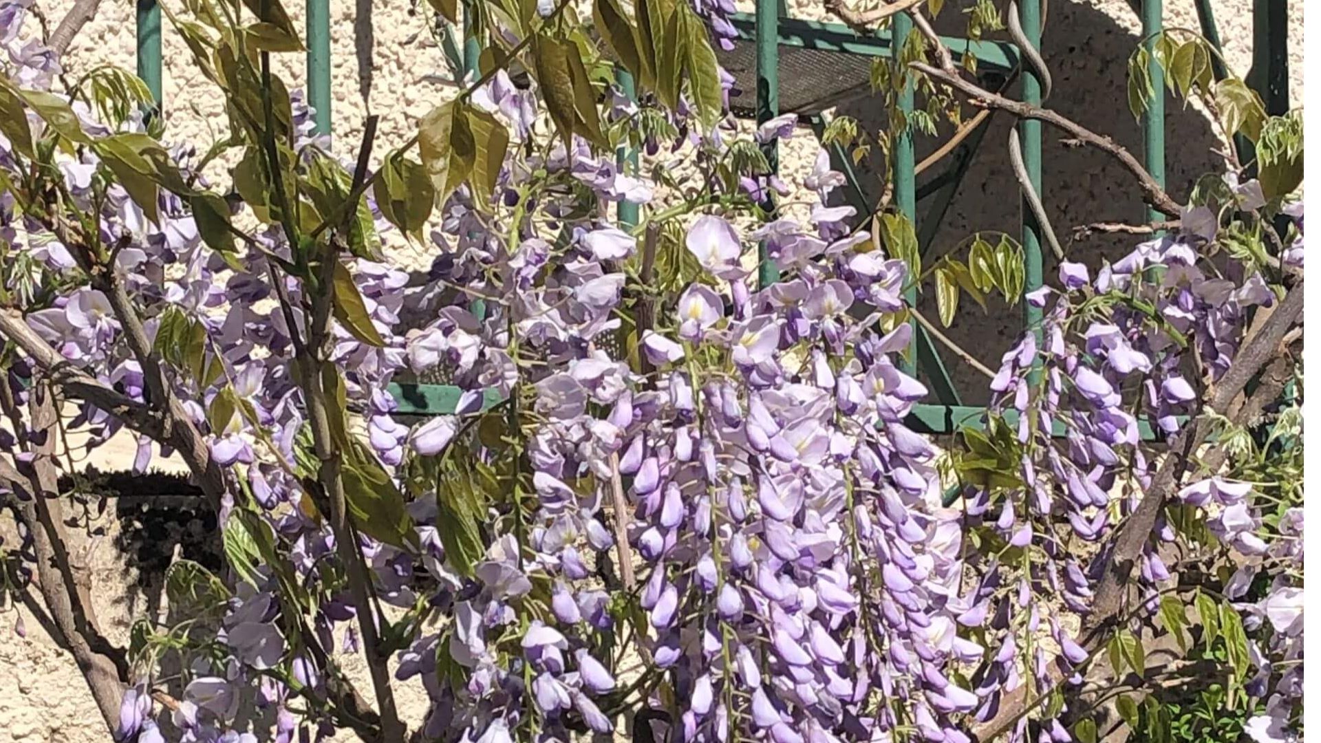 Glycine sur le balcon