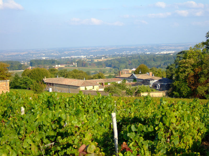 Vignoble du Château de Buffavent