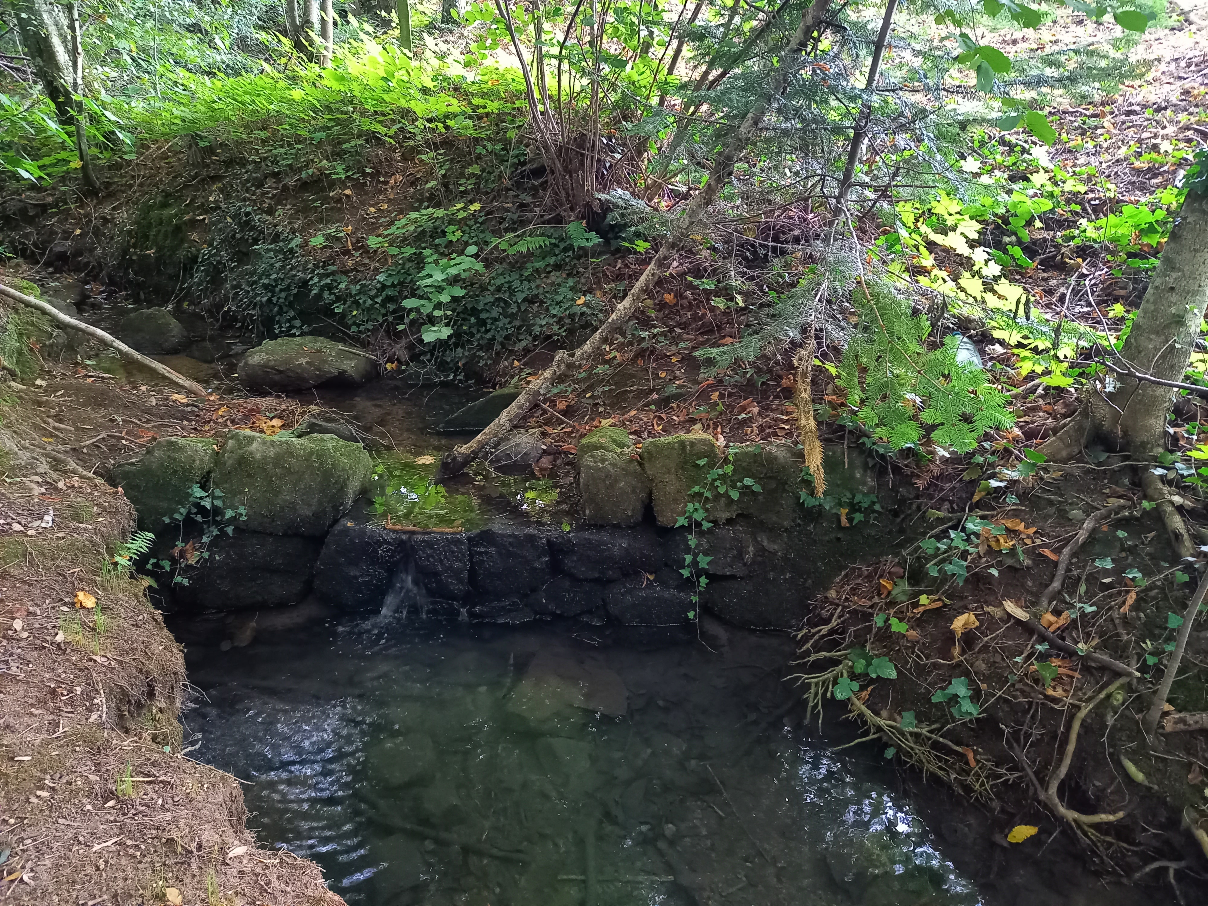 Animation familiale à la forêt du Grandbeau_Saint-Alban-d'Ay