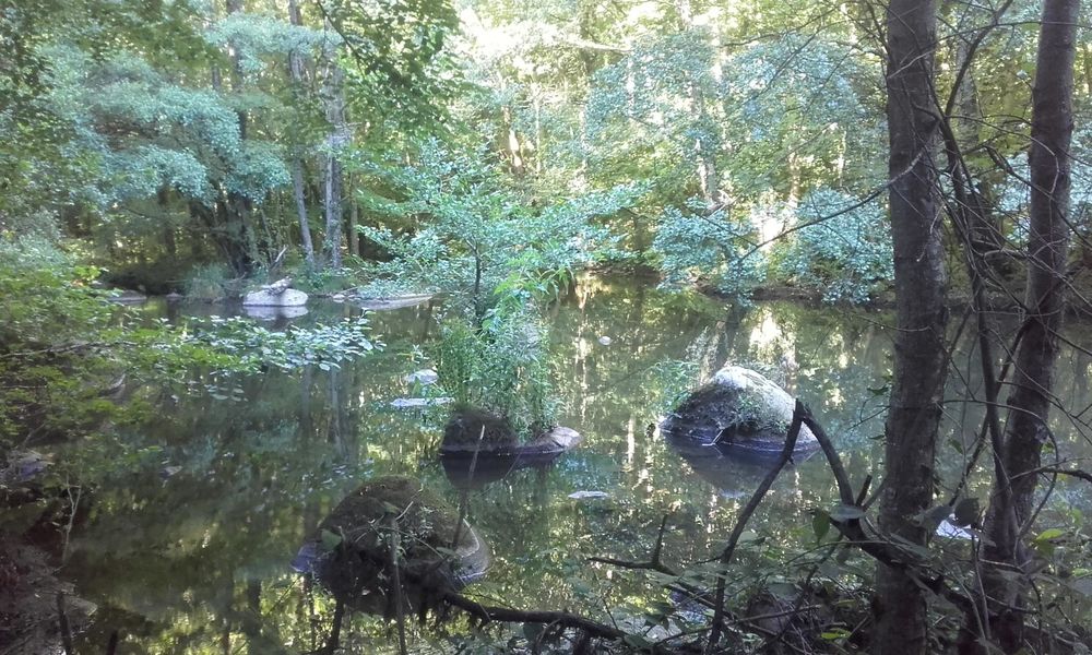 Nature pure au Moulin de Record près de Brassac et Ferrières, le lac de retenue du Moulin