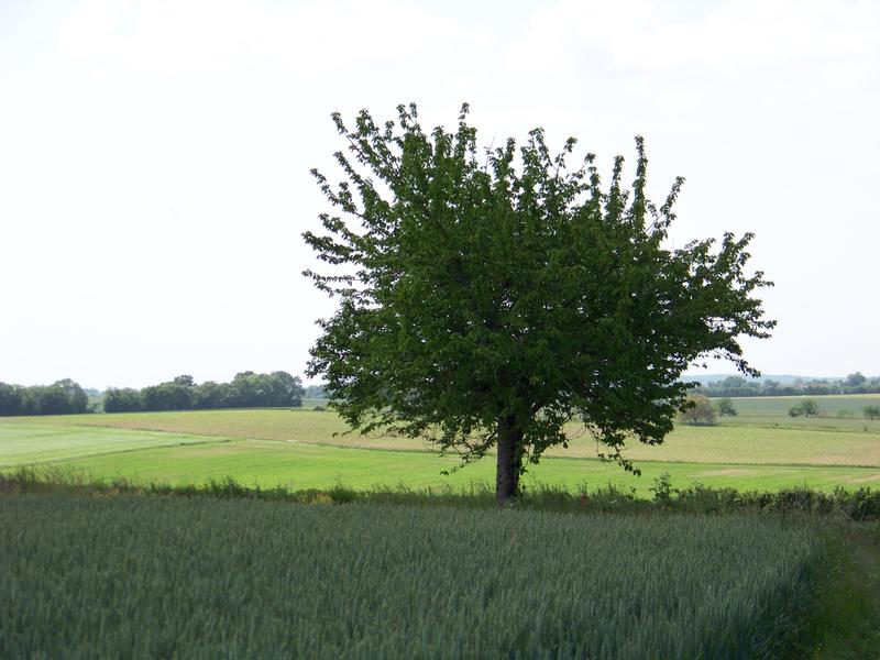 Association d' Histoire Géographie en Pays Aunisien