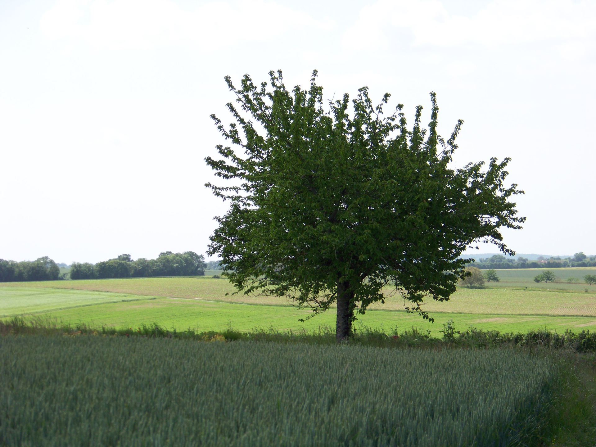 Association d' Histoire Géographie en Pays Aunisien
