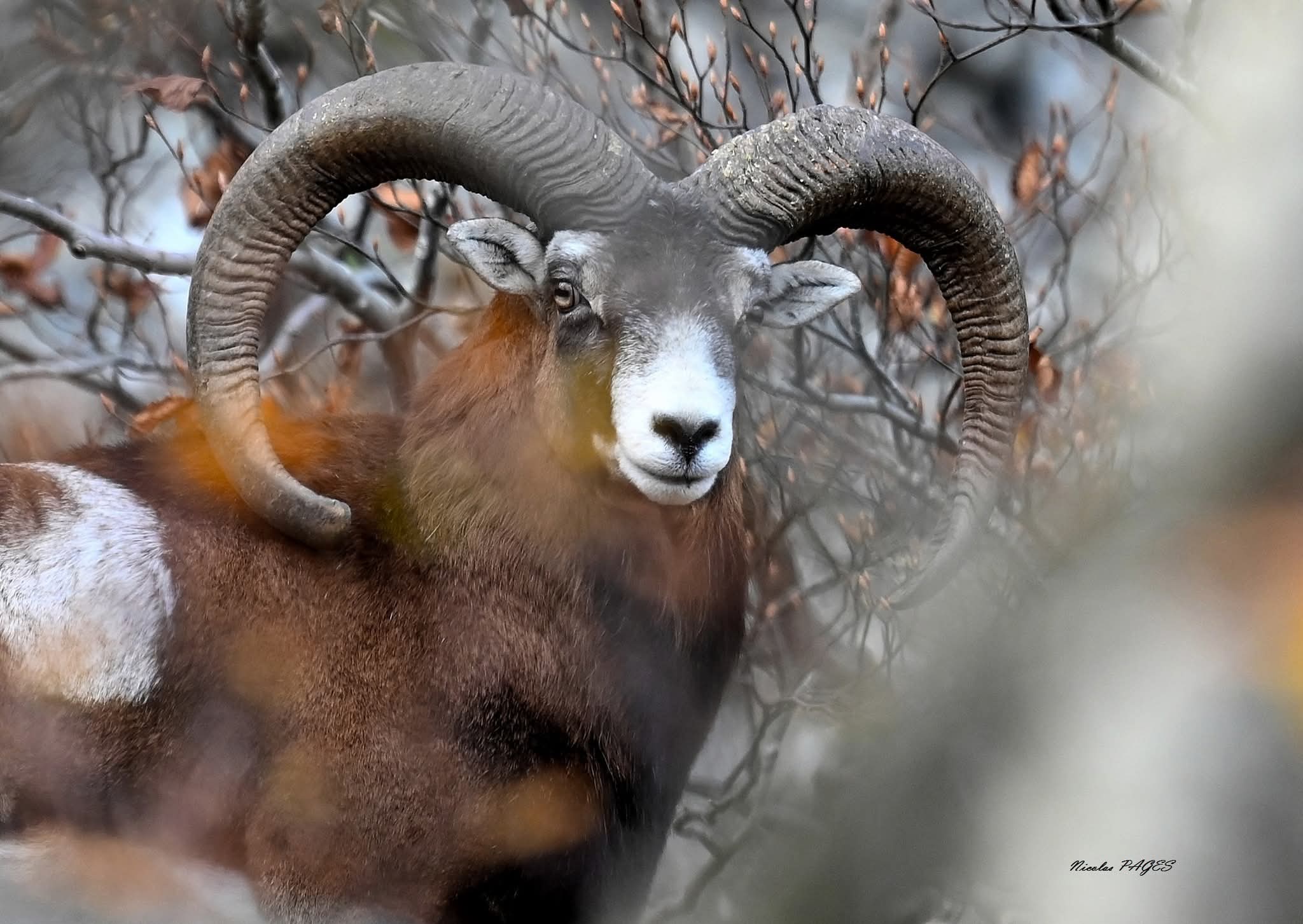Expo de photos animalières de Nicolas Pages et Pascal Brouzet_Le Vigan