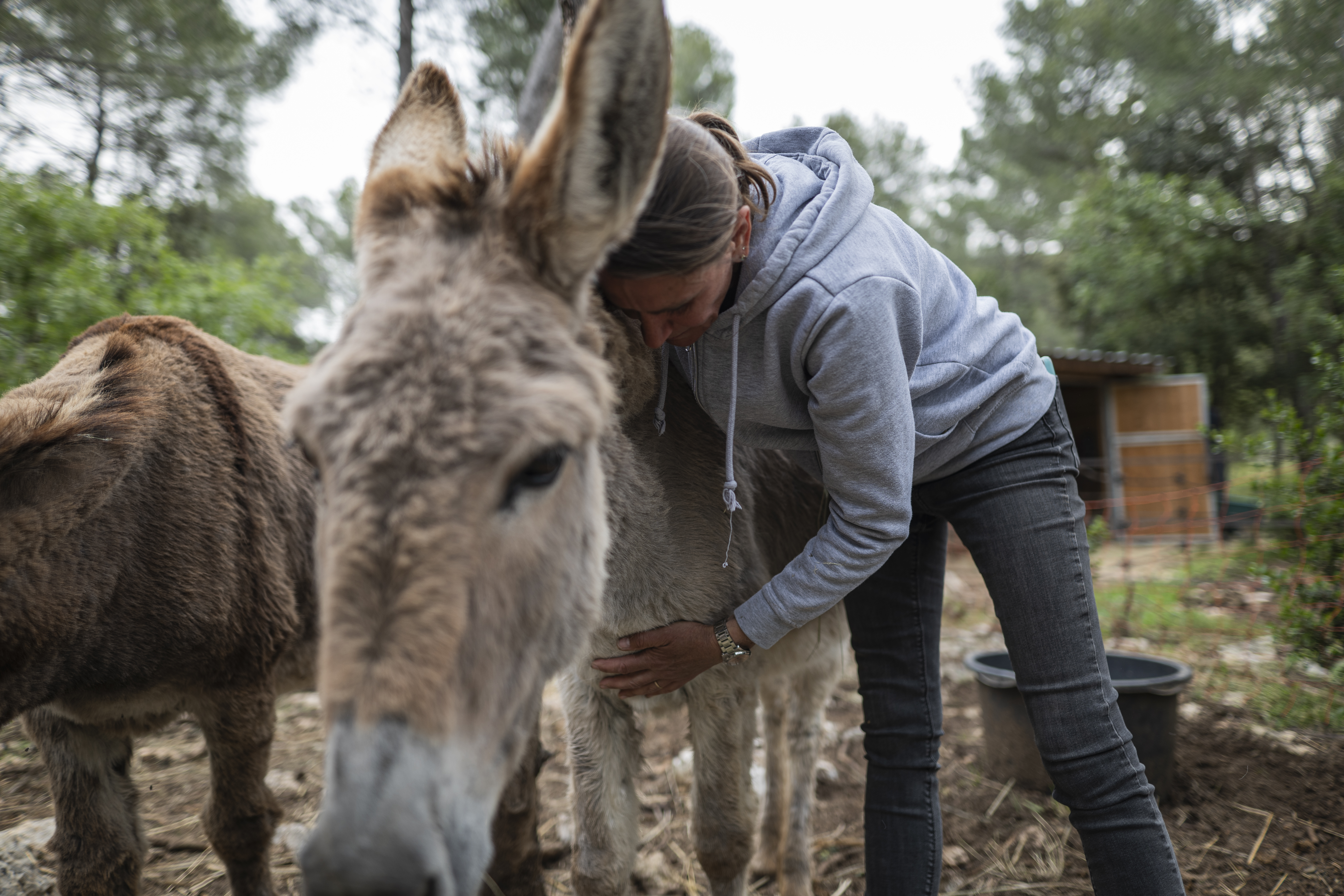#RDVduParc • Balade au milieu des ânes