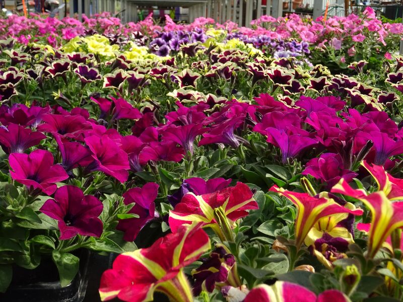 Horticulture Signoret - © Horticulture Signoret Horticulture Signoret - © Horticulture Signoret