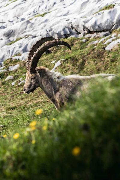 Faune aventure - Bouquetin Faune aventure - Bouquetin