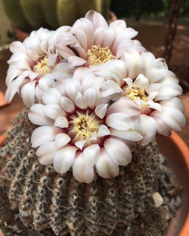 Producteur de cactées "Aux Jardins de la Roumiguière" — photo 2