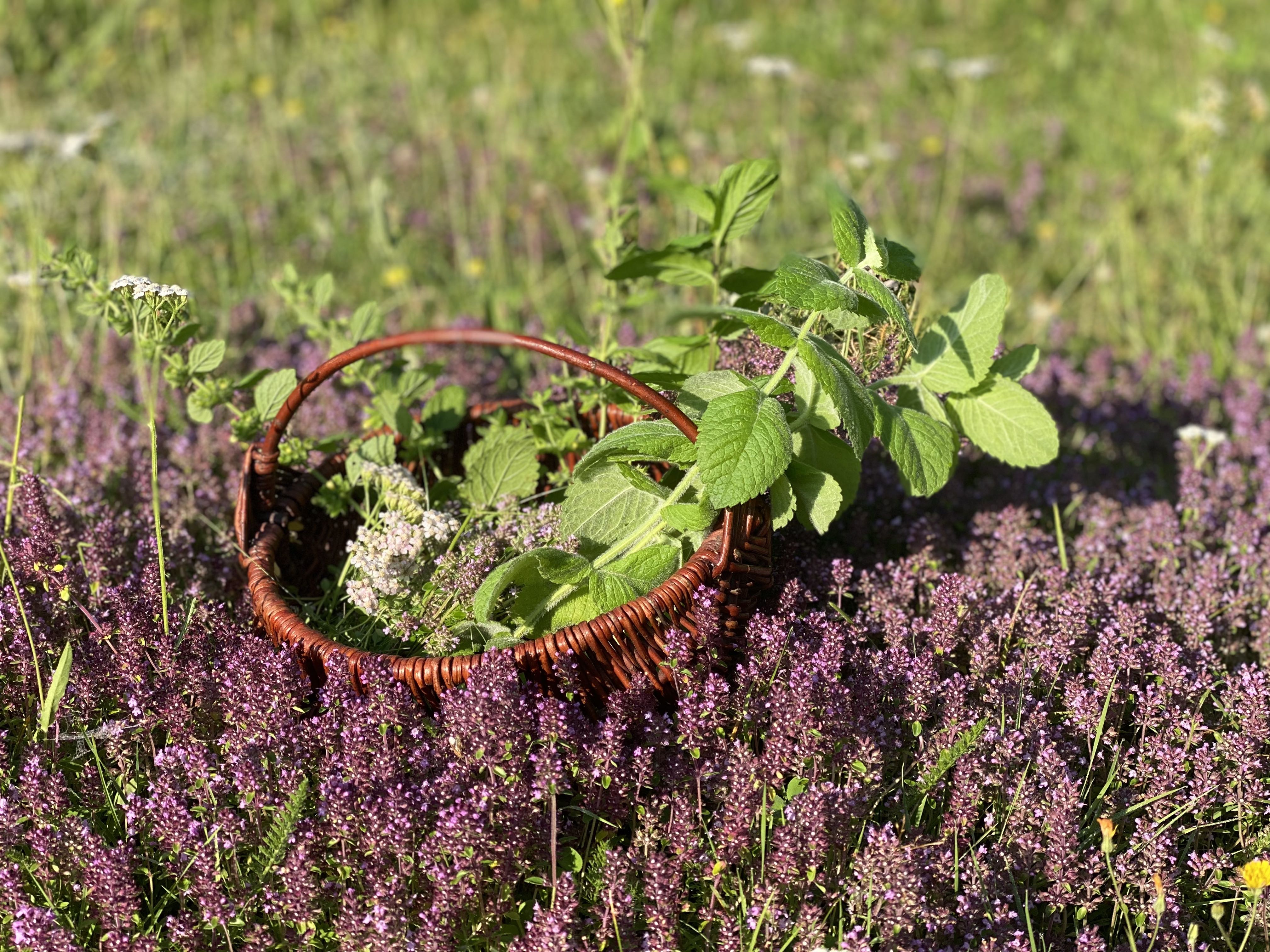 De la botanique à la mixologie