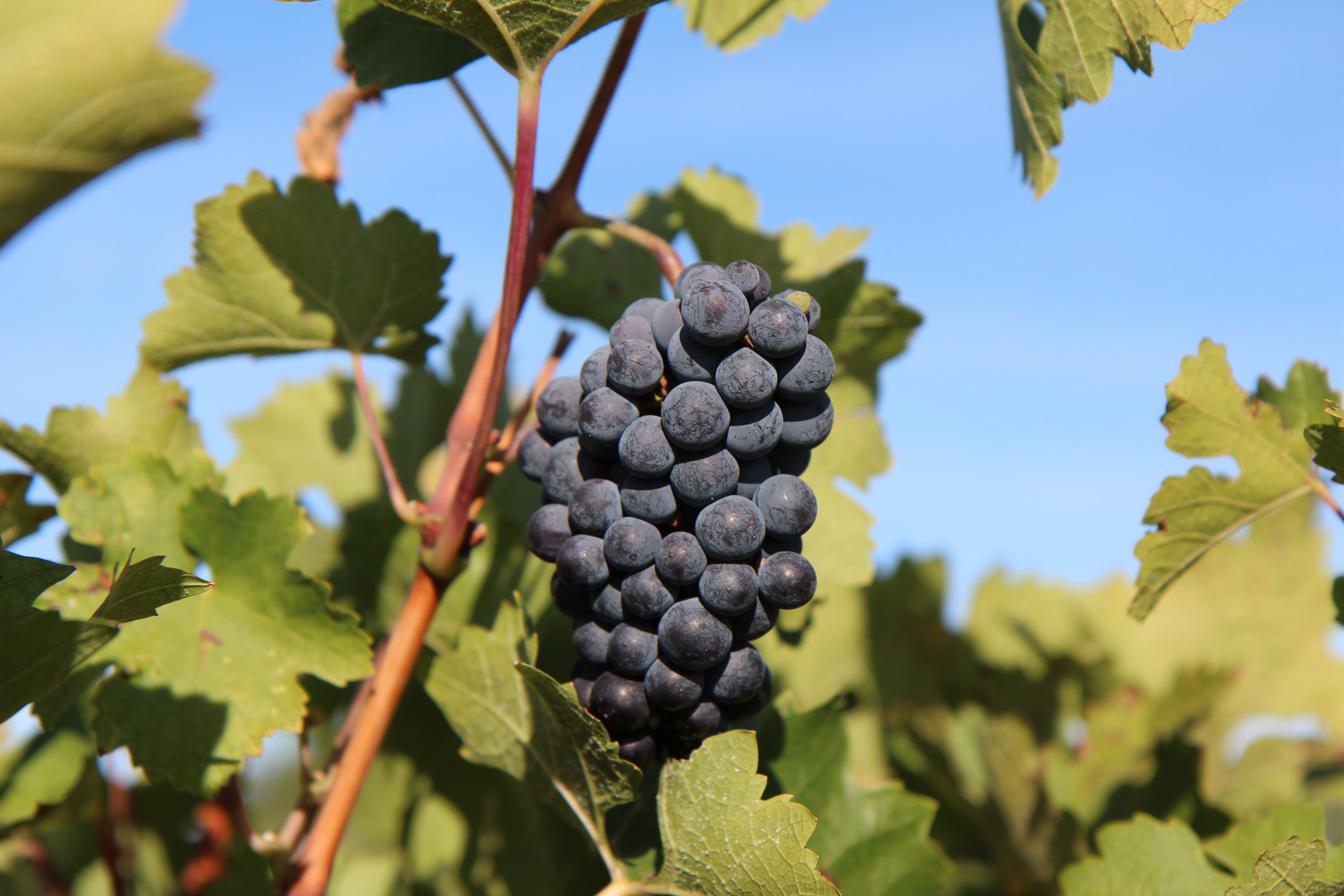 Testez vos connaissances sur le vin_Davézieux