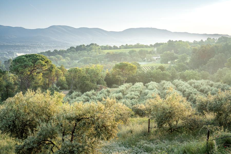 Moulin à Huile & Domaine Bastide du Laval_Cadenet