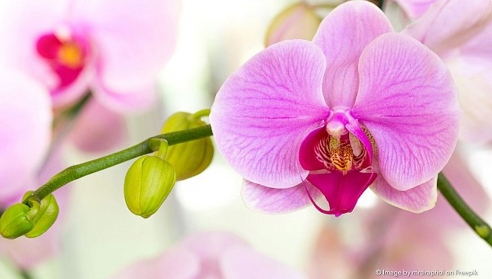 Orchidée