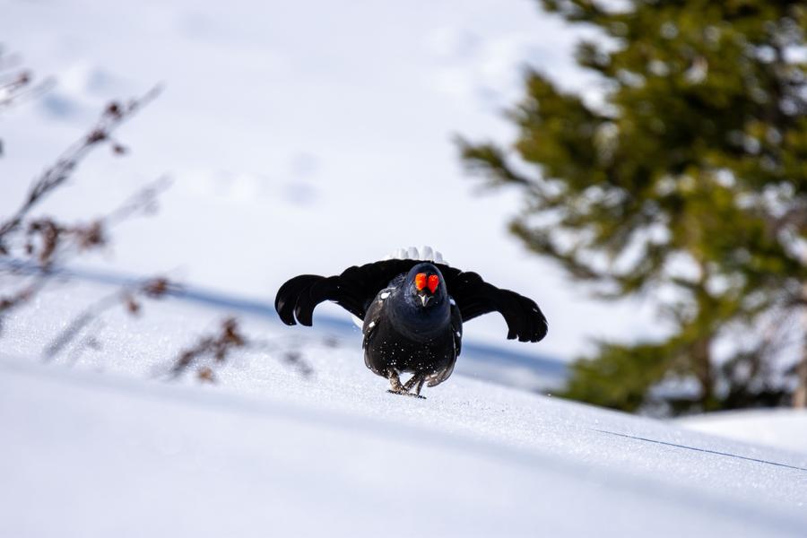 Parc national de la Vanoise_Val-Cenis