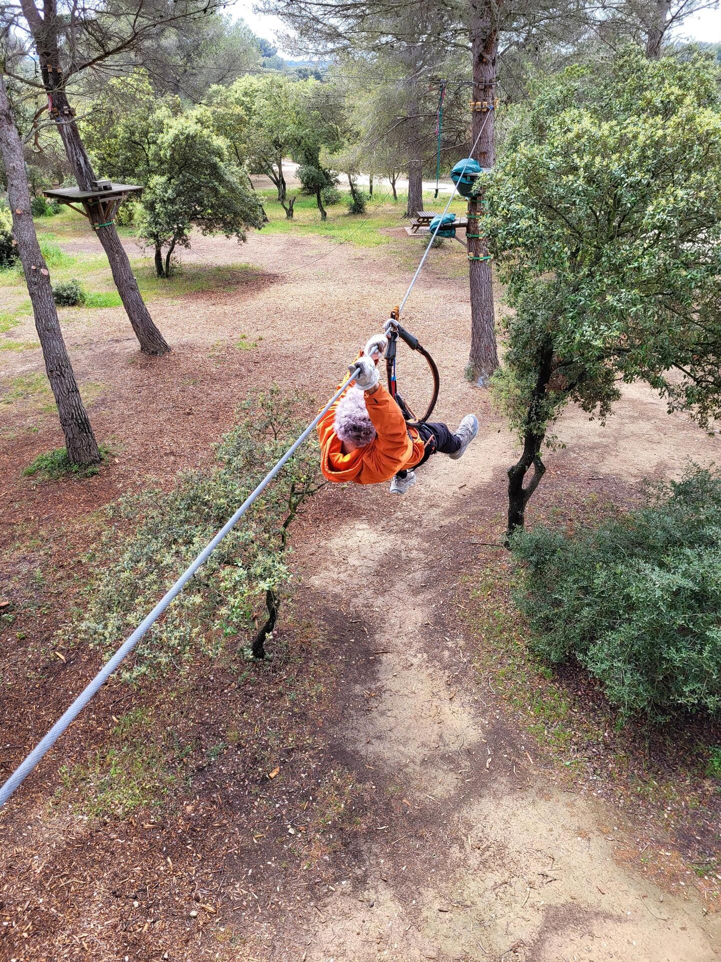 Indian Forest Figuerolles