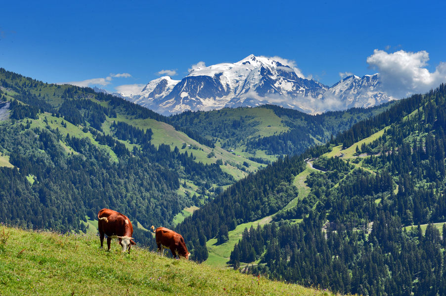 •	Photo des vaches devant le Mont-Blanc