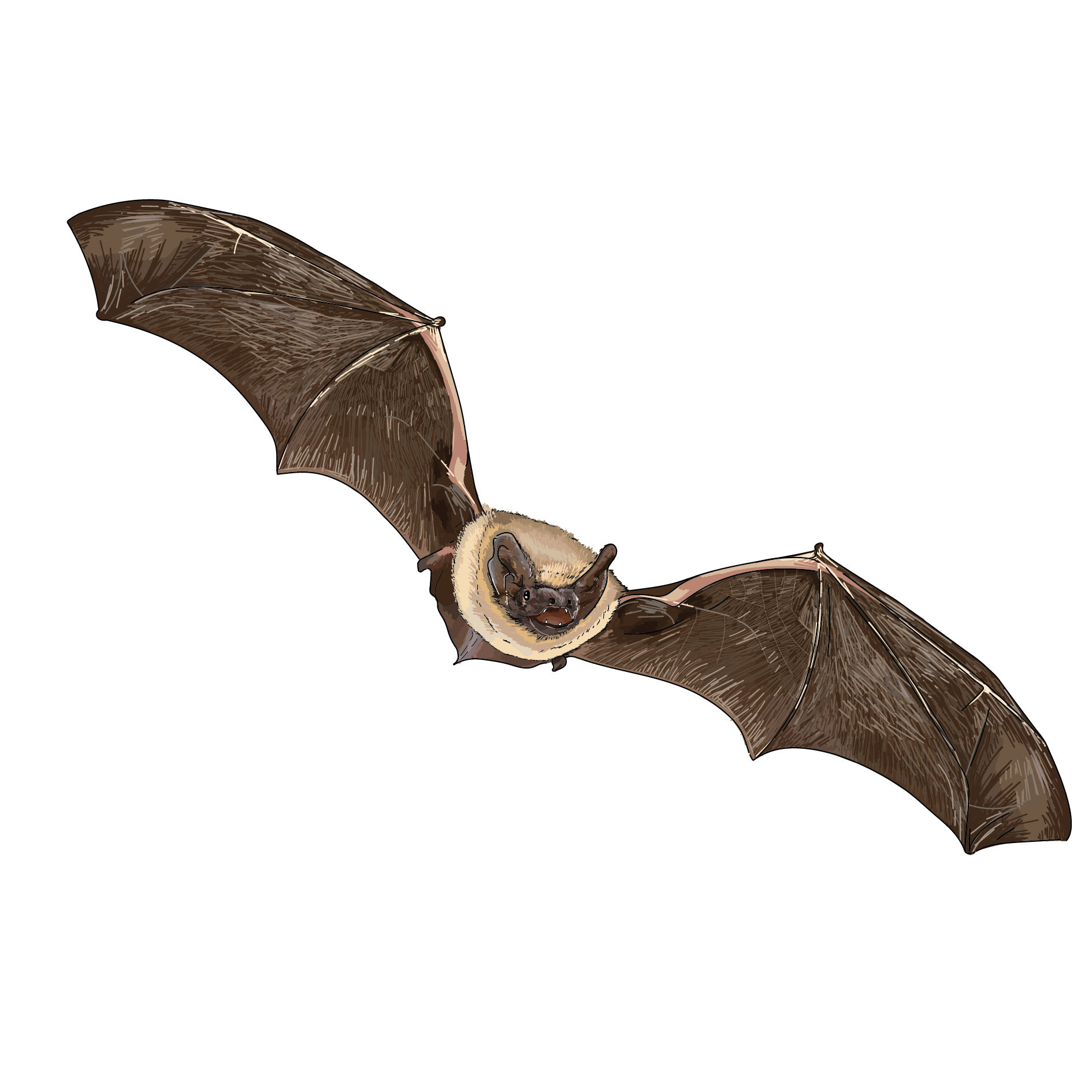 Animation - Atelier de sensibilisation aux chauves-souris
