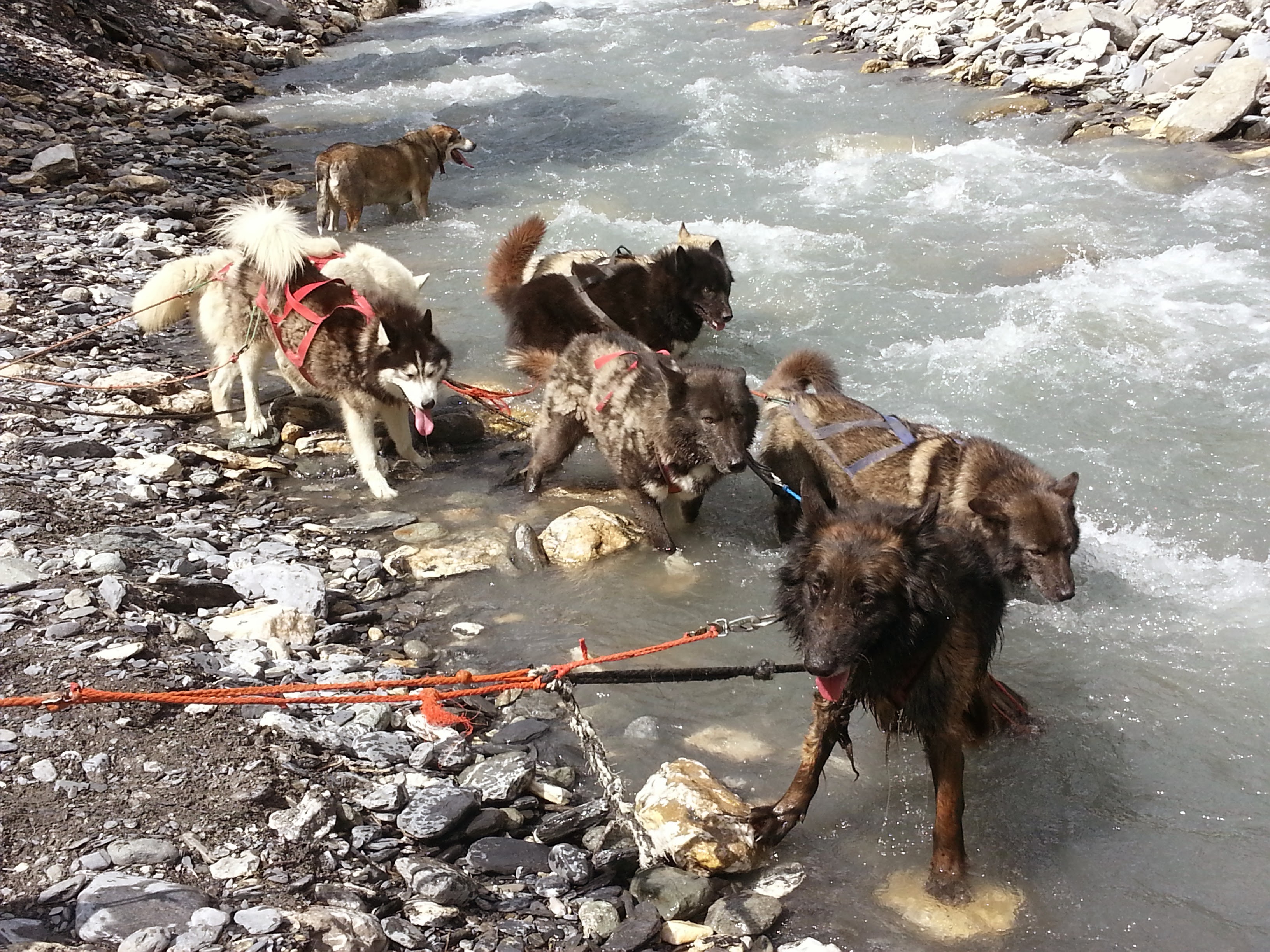 Cani-balade