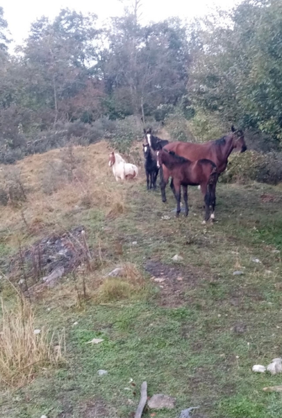 Bergerie de l'étoile