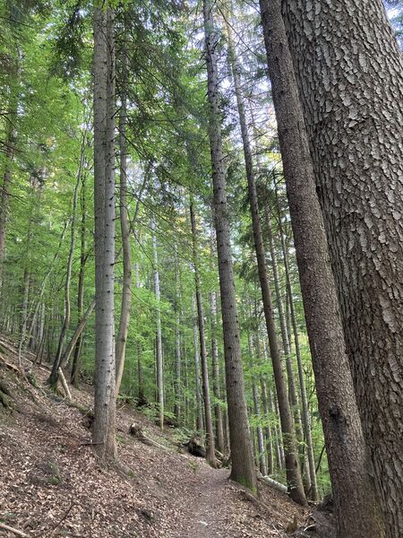 Majestueuse Forêt de l'Ours