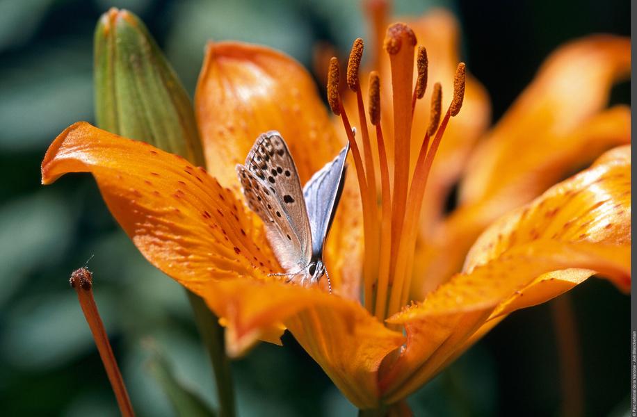 Image 1pnv001618-PN-Vanoise-Joel_Blanchemain-2000px
