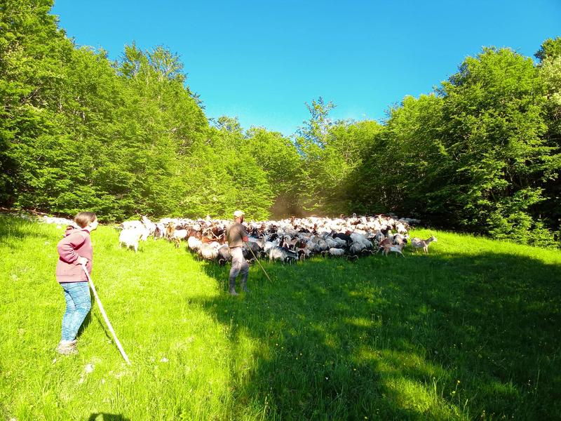 Au rythme du troupeau - randonnée