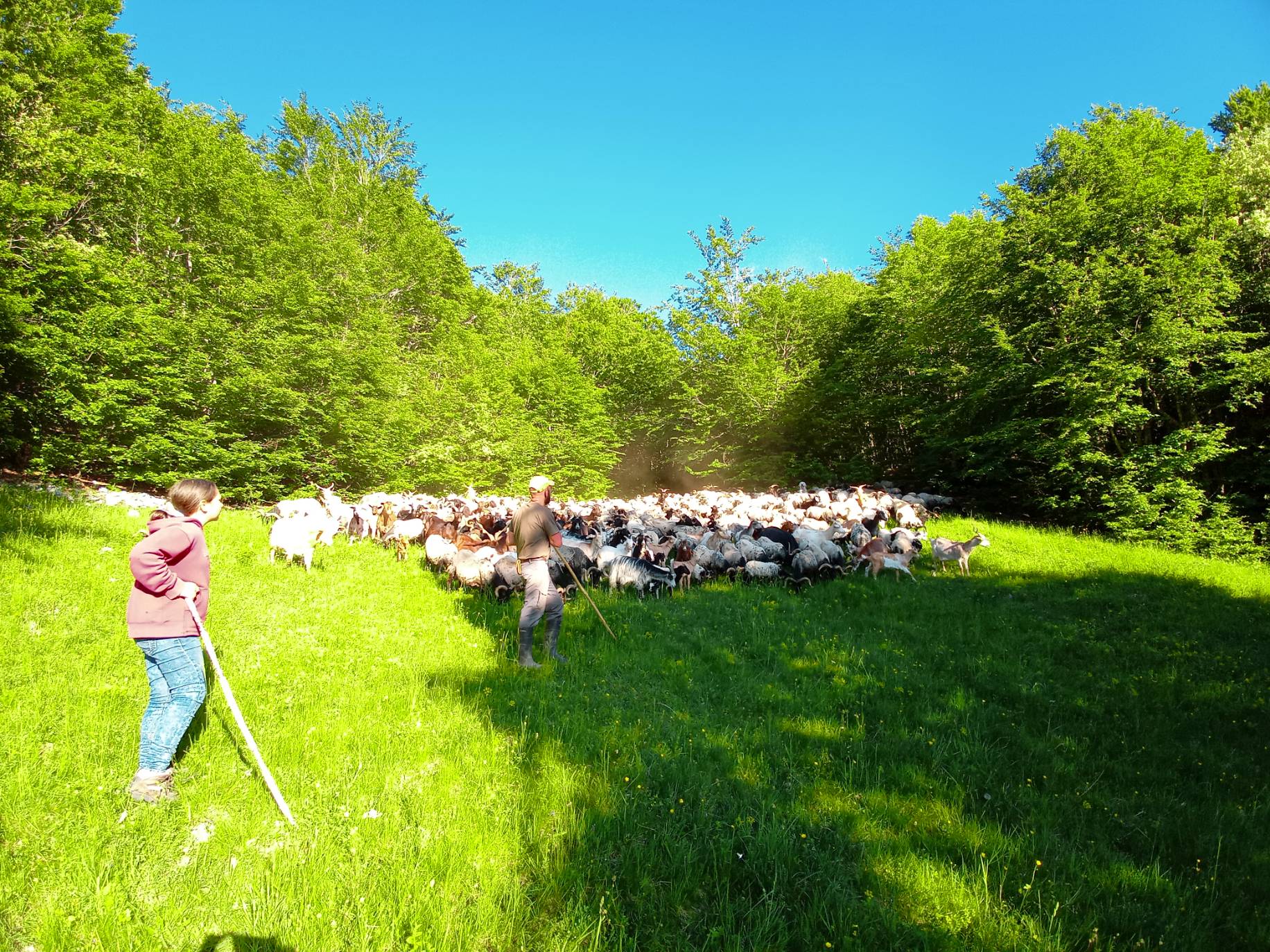 Randonn�es en alpages avec la bergerie 