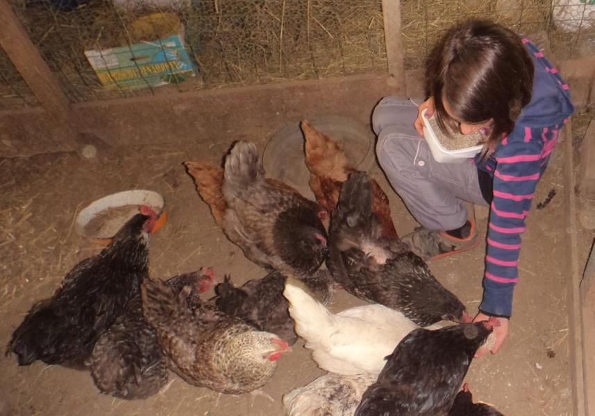Nourrir les animaux - Gîte d\'enfants \
