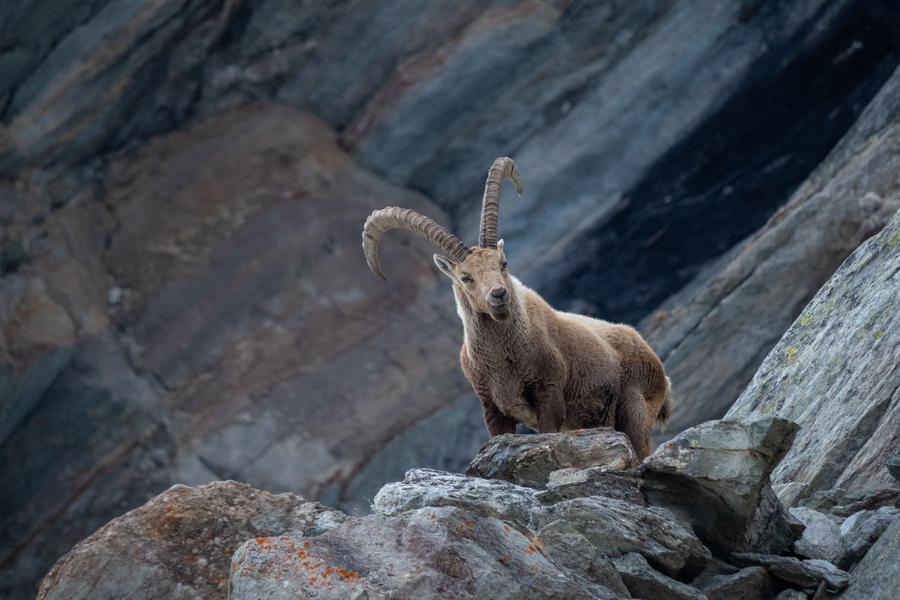 Parc national de la Vanoise_Val-Cenis