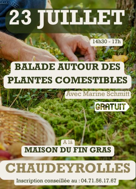 Balade autour des plantes comestibles