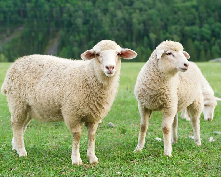 De ferme en ferme: visite de la ferme du Serre de Courpatas