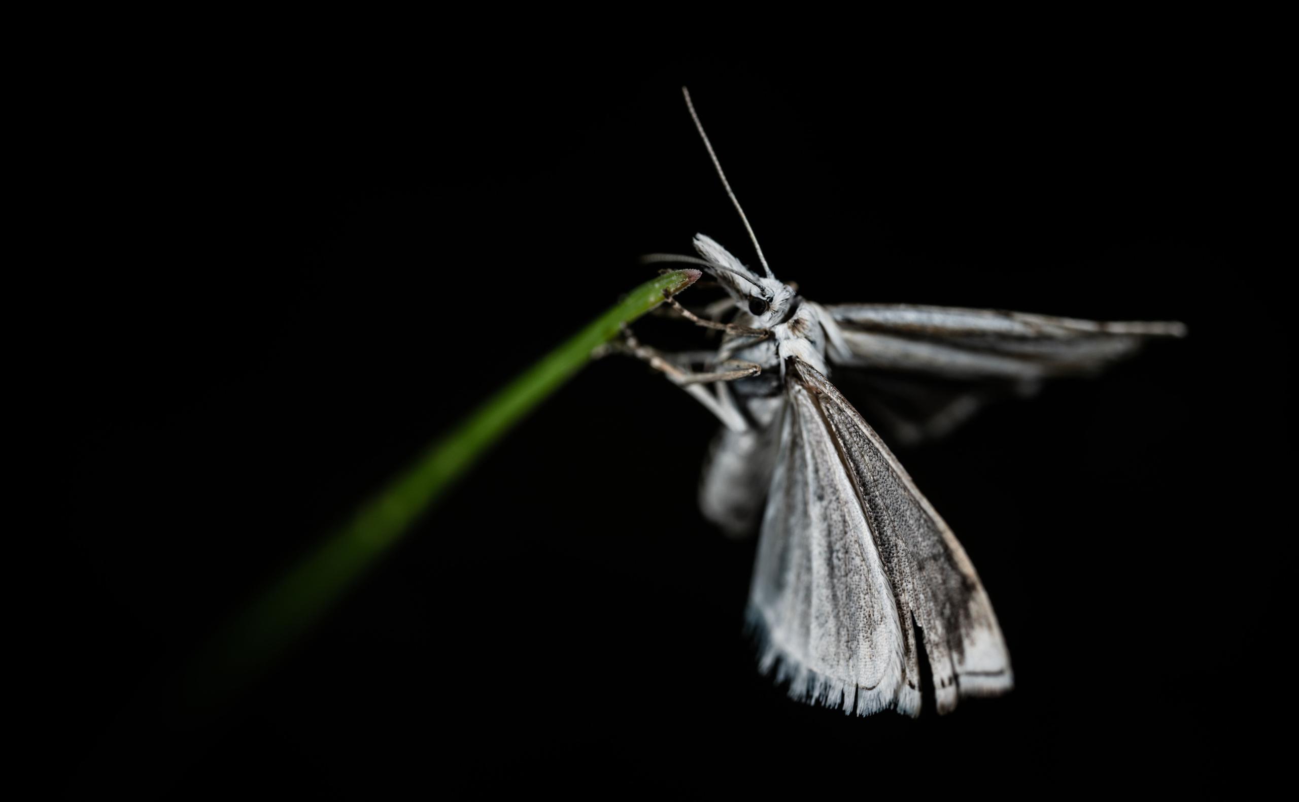 Sortie Naturaliste - les Papillons de nuit
