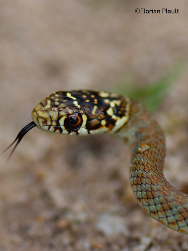 "Atlas des reptiles et des amphibiens de PACA"