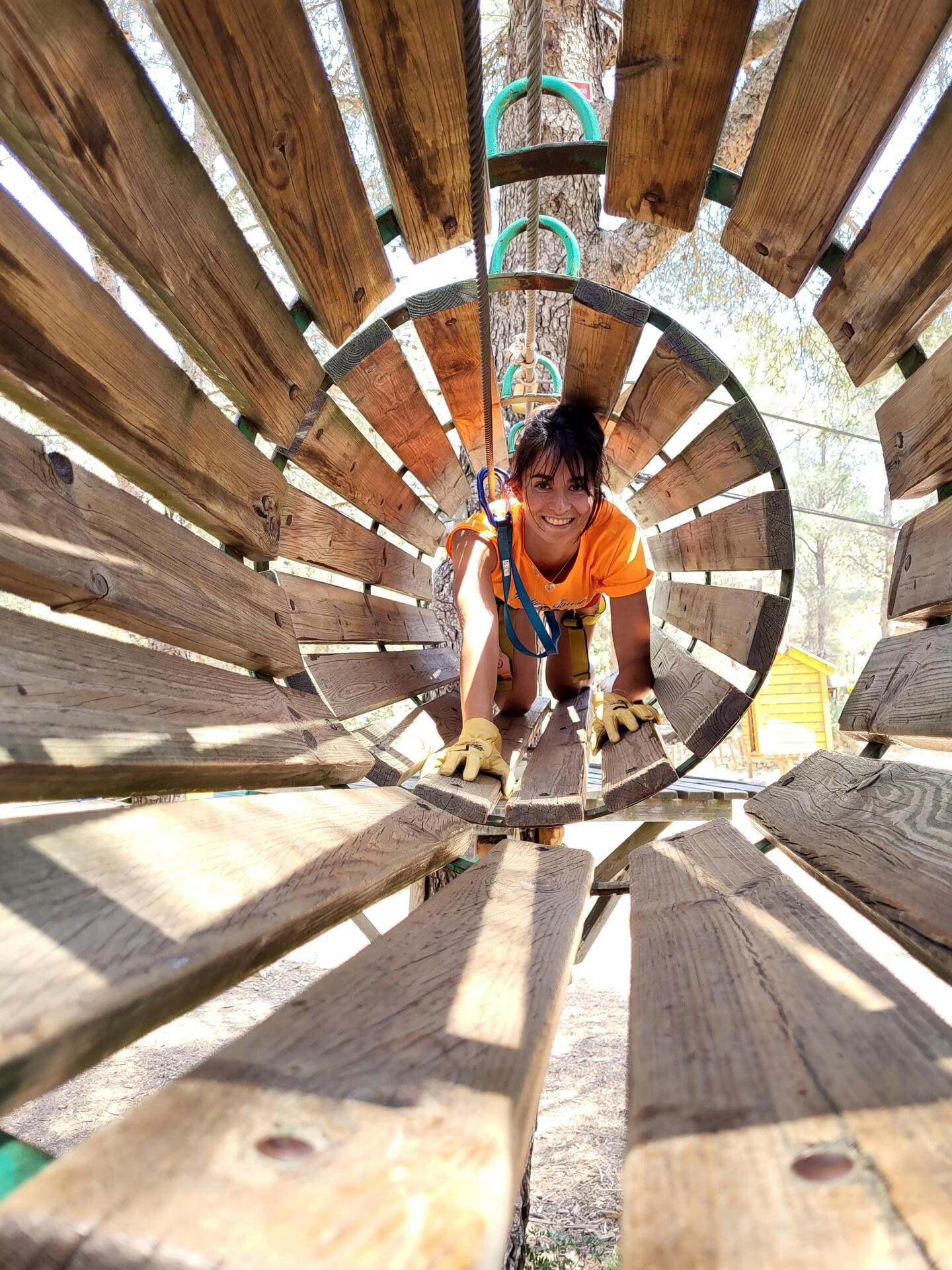 Indian Forest Figuerolles