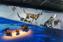 Pistes animales_Le Bourg-d'Oisans