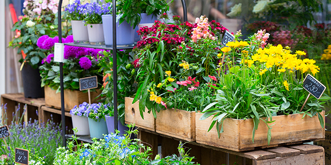 Fête des Plantes et de La nature