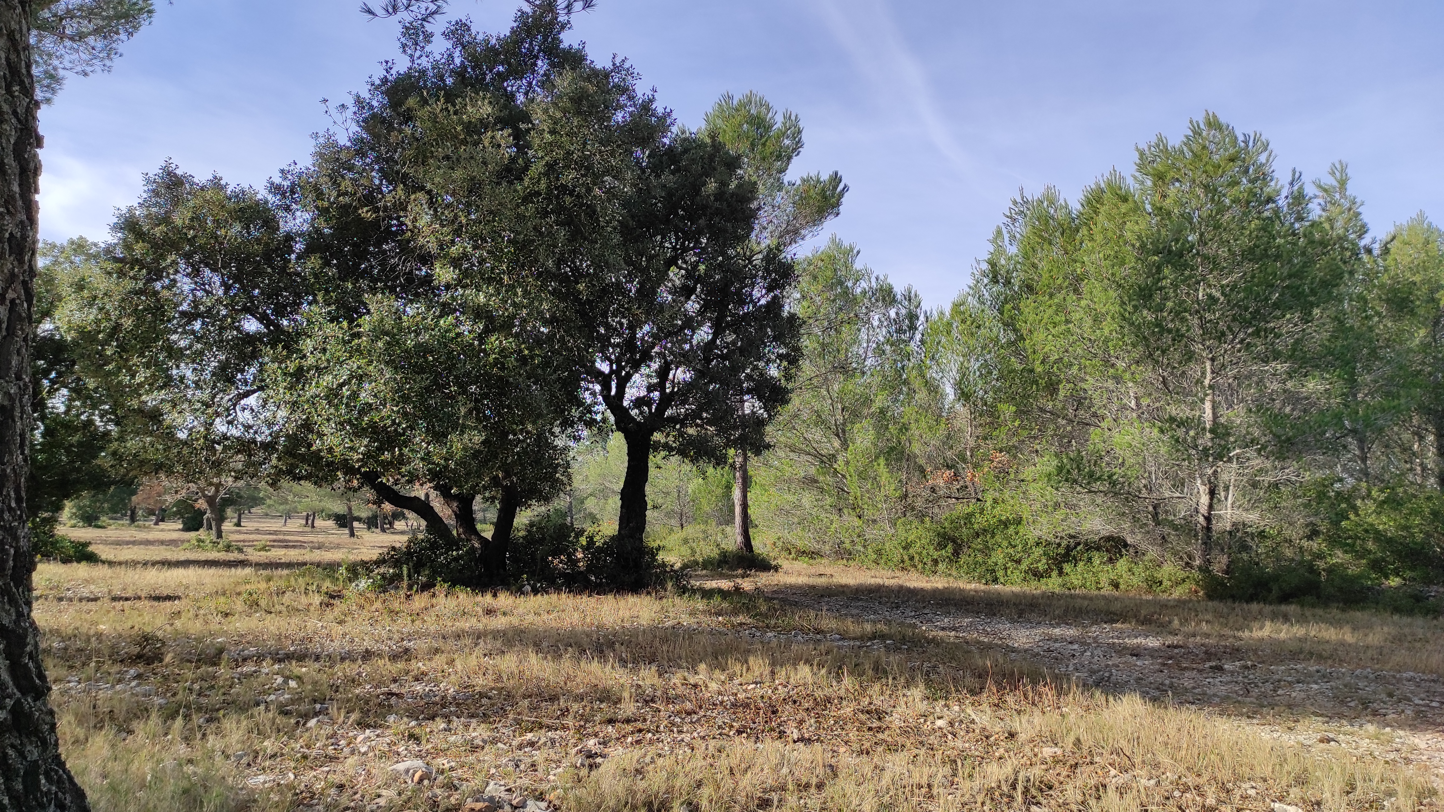 Forêt de Fontblanche